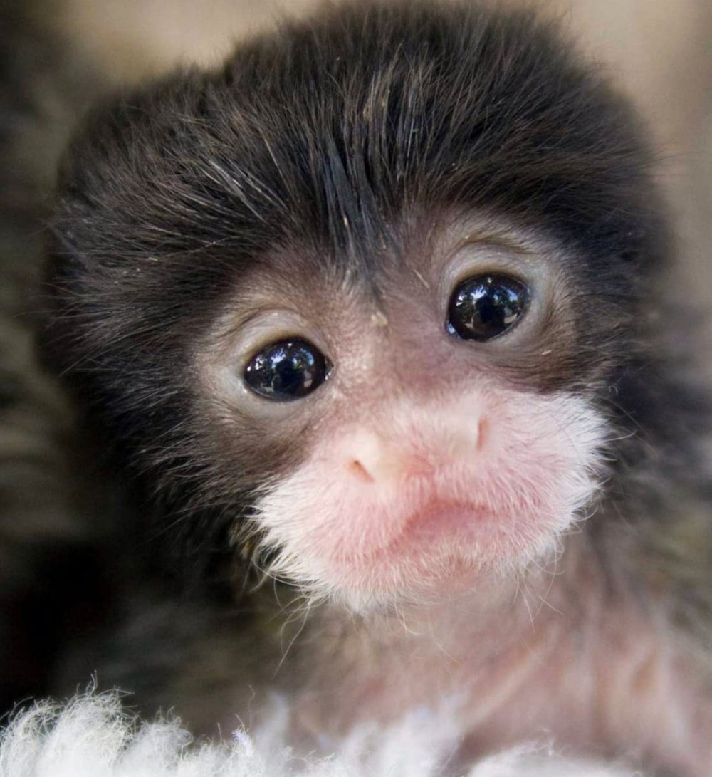 Маленькая лупатая обезьянка