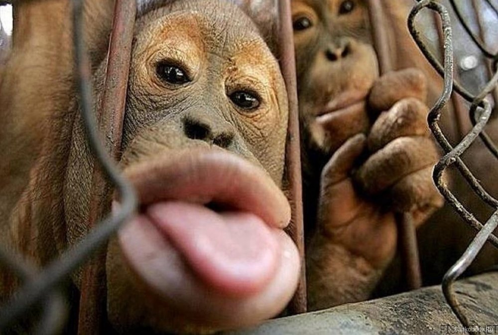 Забавные обезьянки