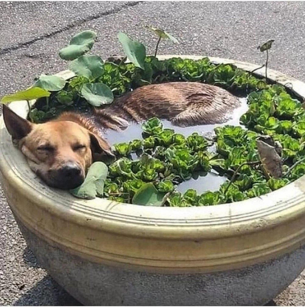 Собака в клумбе с водой