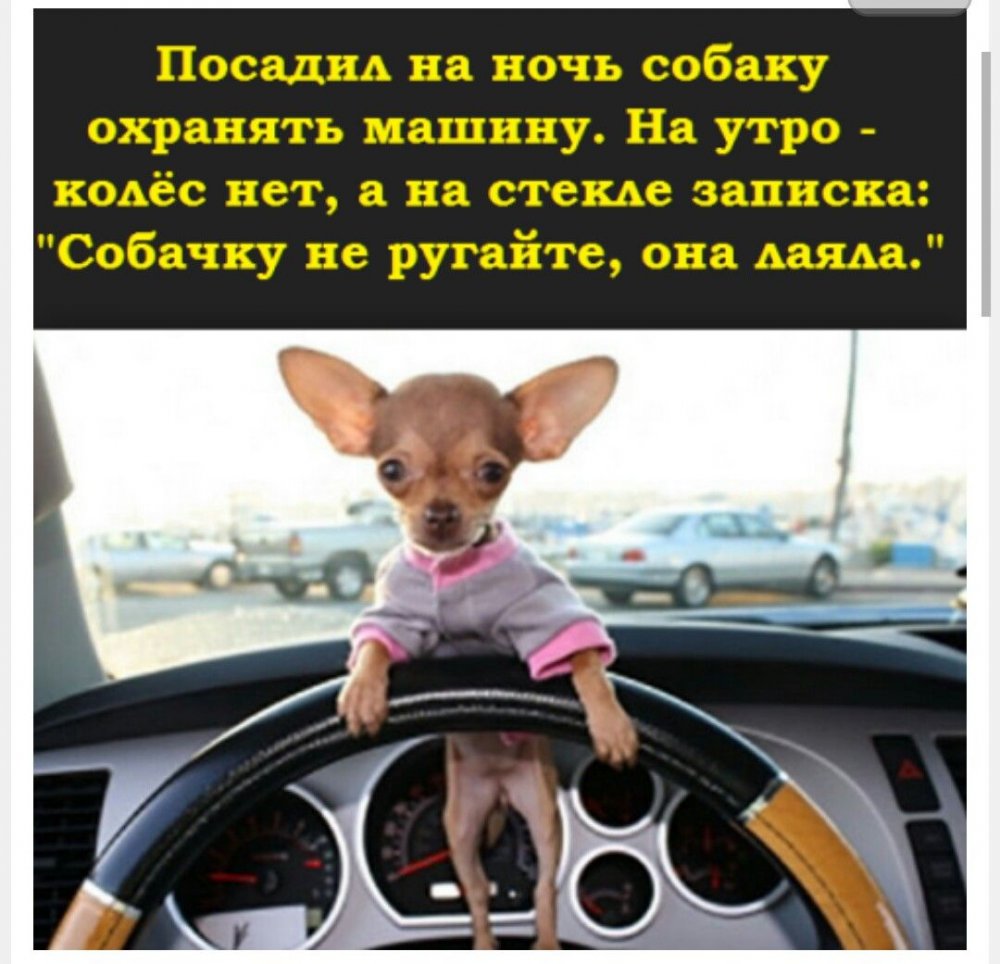Счастливый пес в машине