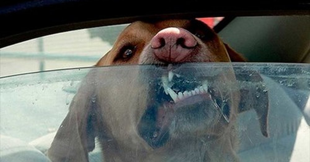 Собака в машине с соплей