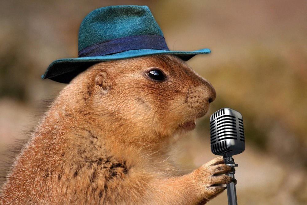 Животные поют в микрофон