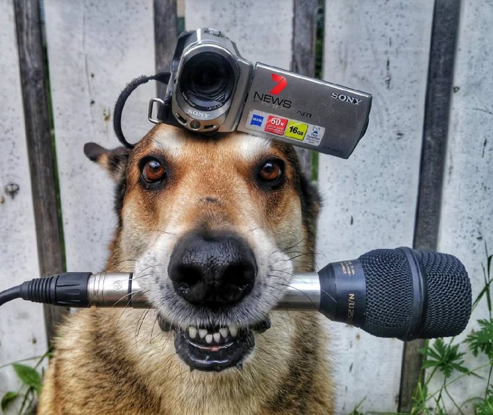 Собака с фотоаппаратом