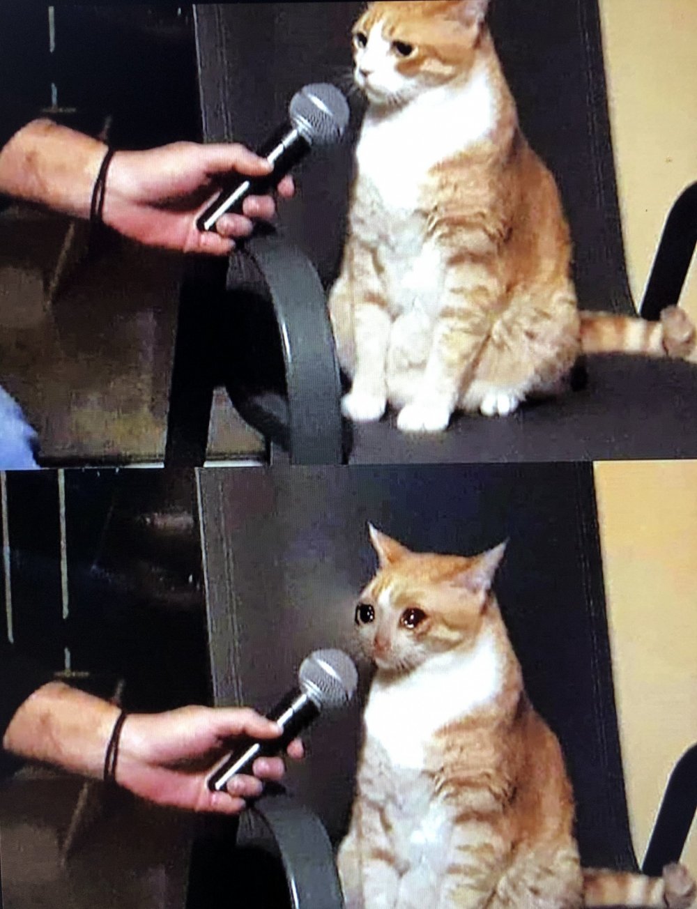 Кошка с микрофоном