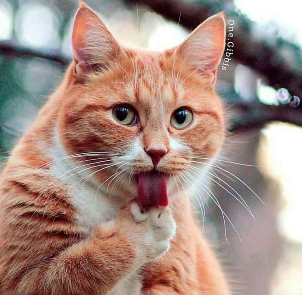 Наглый рыжий кот