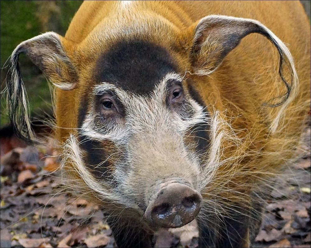 Африканская кистеухая свинья