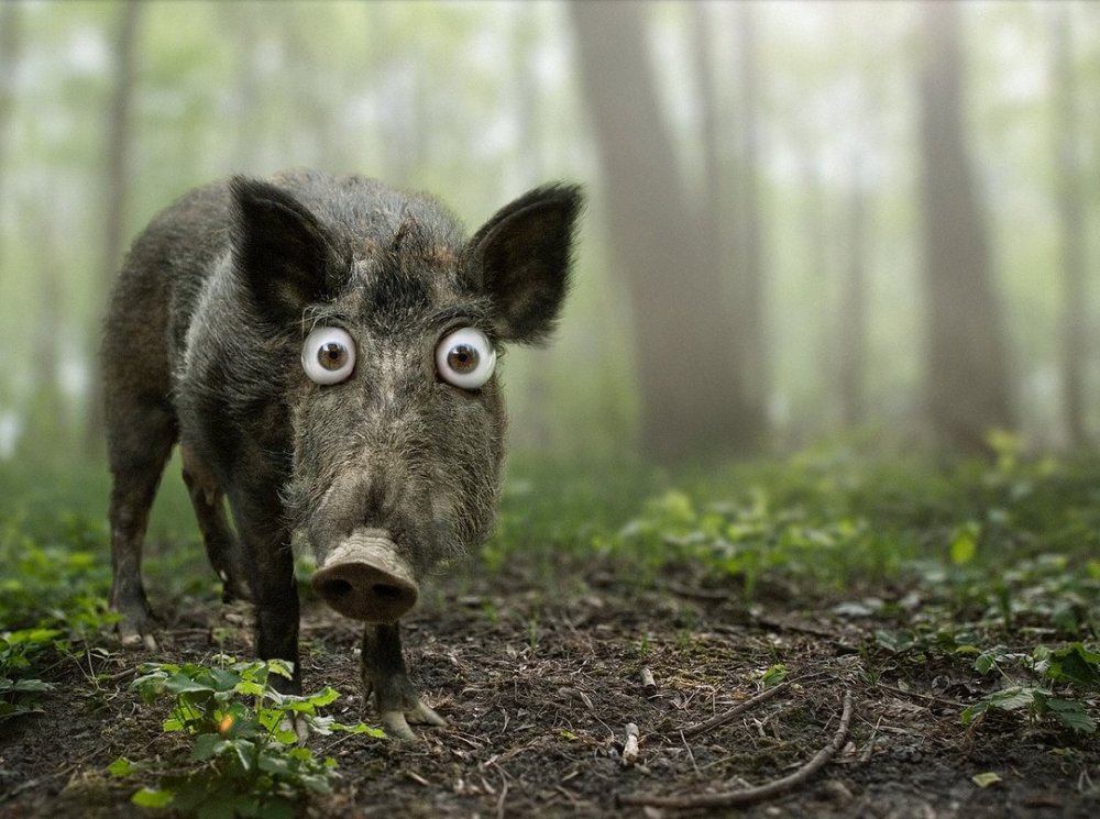 Испуганная свинья