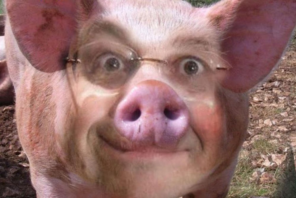 Лицо свиньи