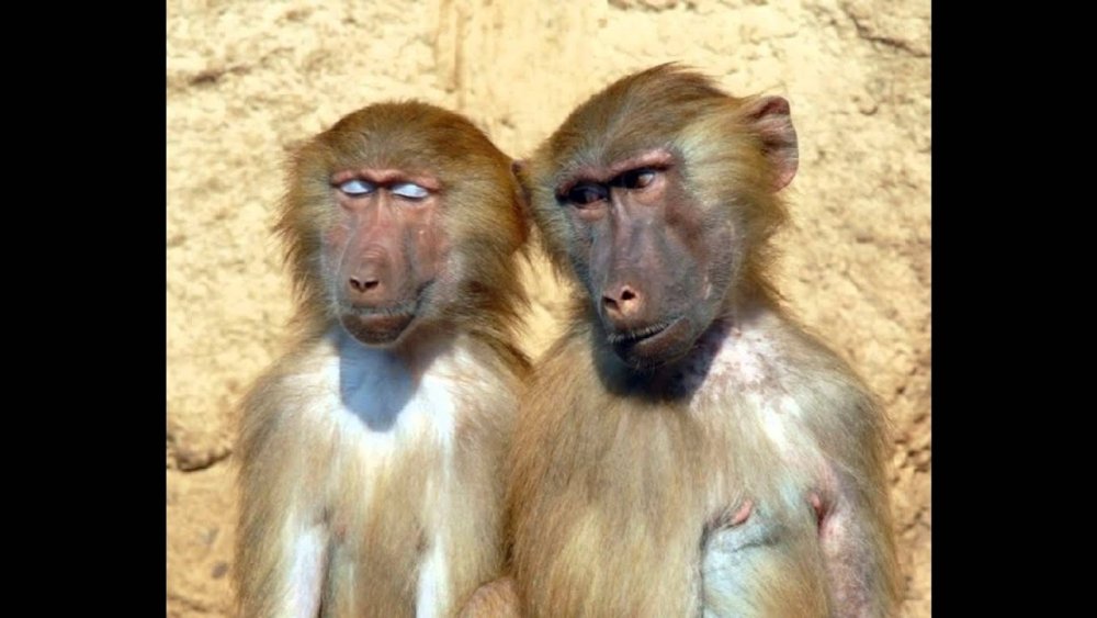 Две подруги обезьяны