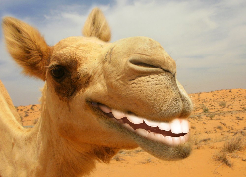 Верблюд улыбается
