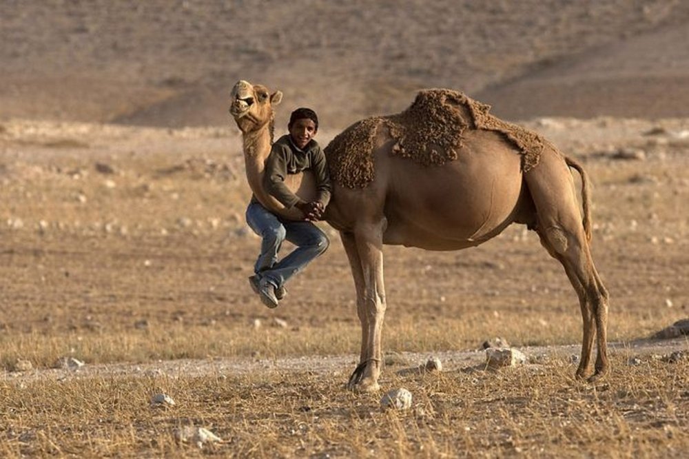 Верблюд смешной в пустыне