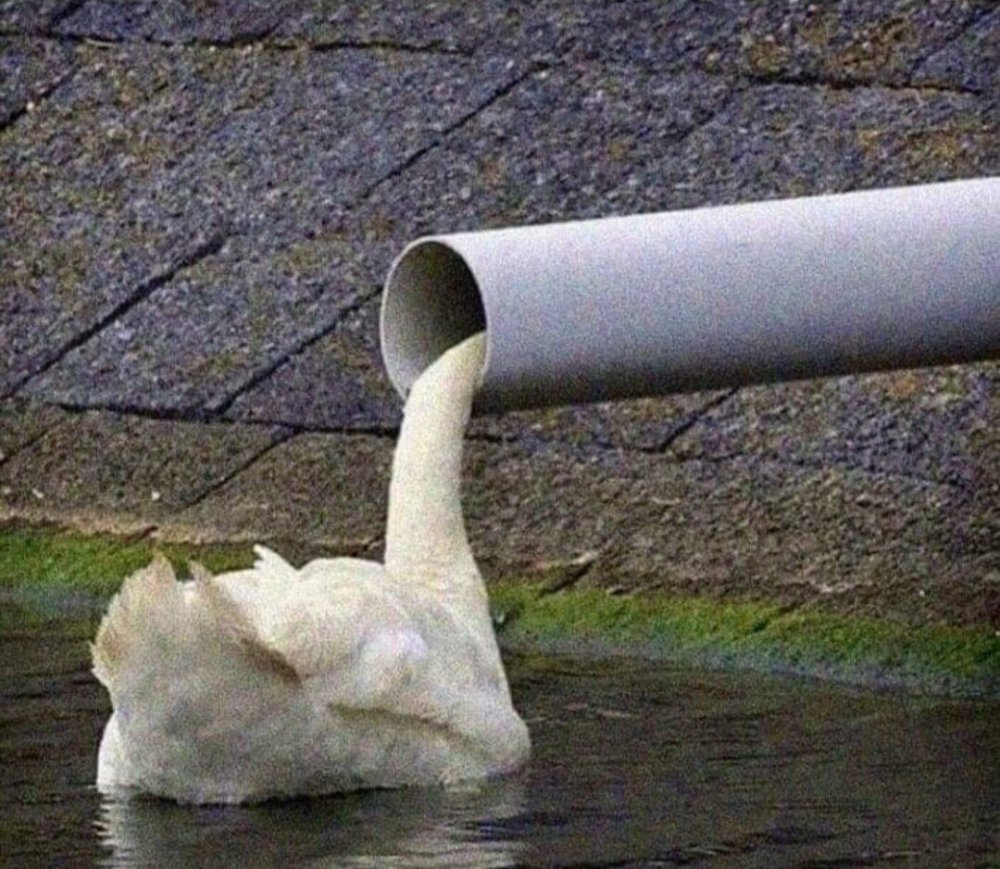 А белый лебедь на пруду орет в трубу