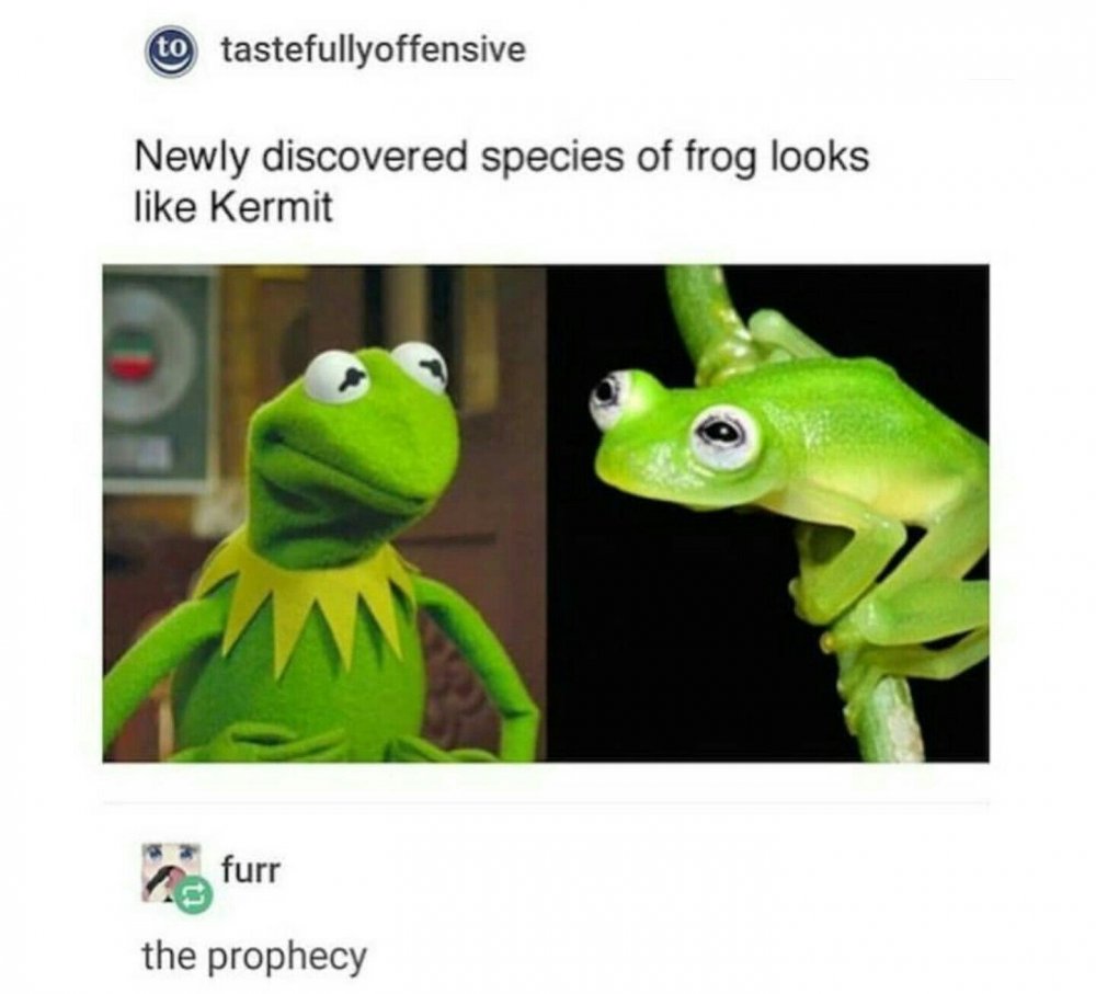 Мемы с жабами с надписями