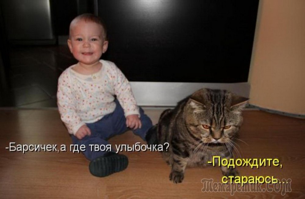 Смешные коты с надписями для детей