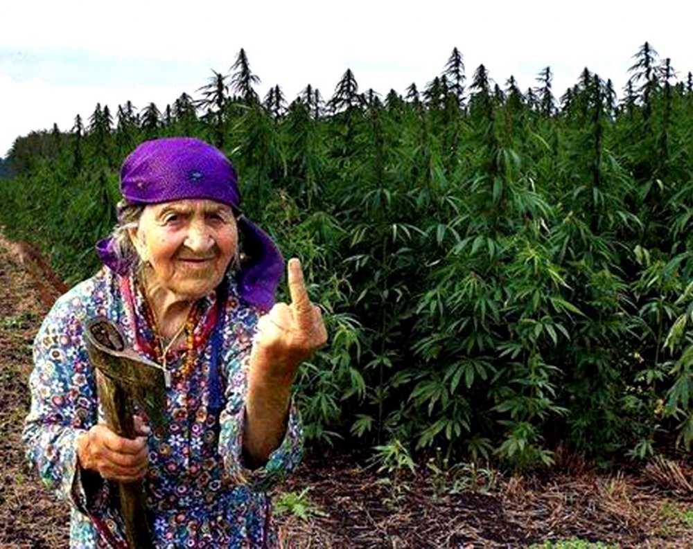 Бабка с марихуаной