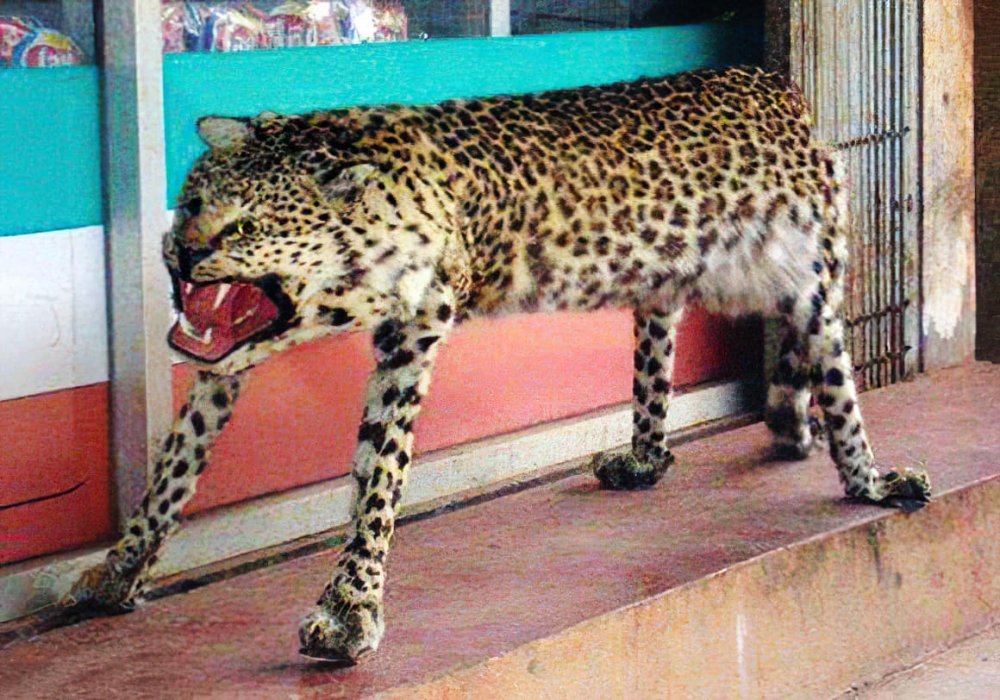 Упоротый леопард