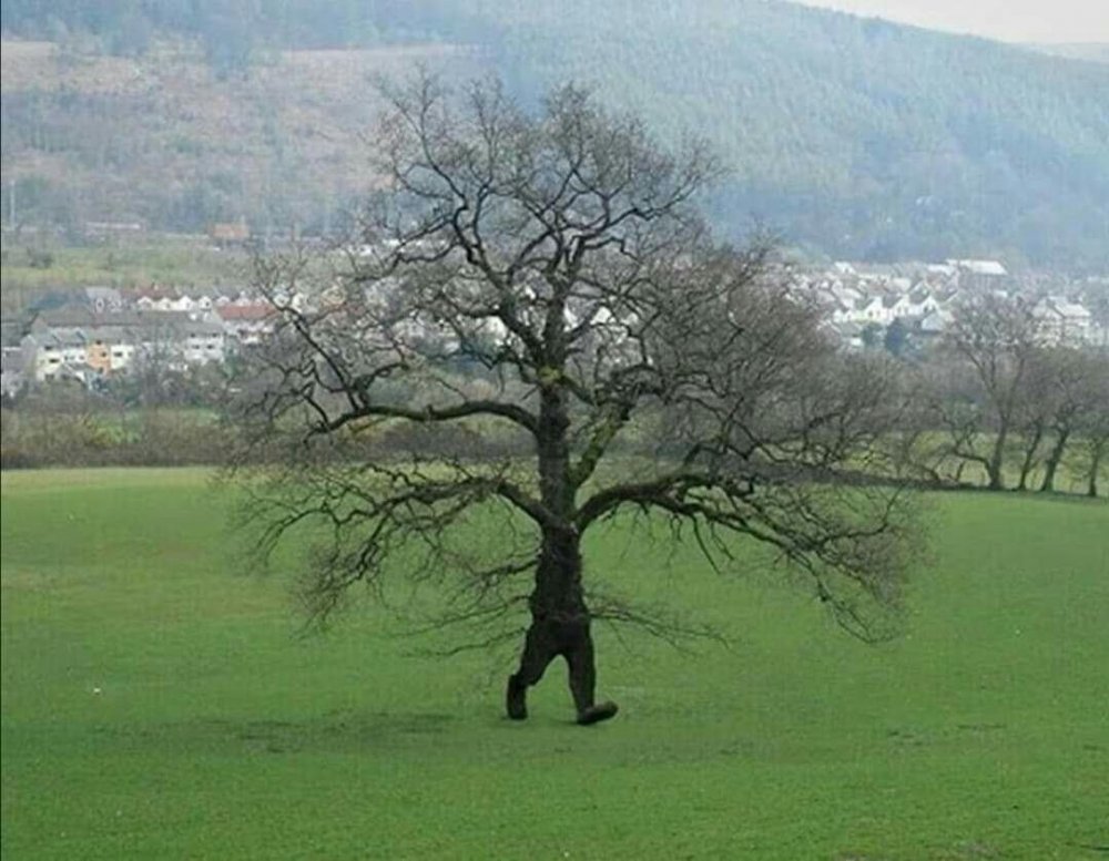 Бегущее дерево