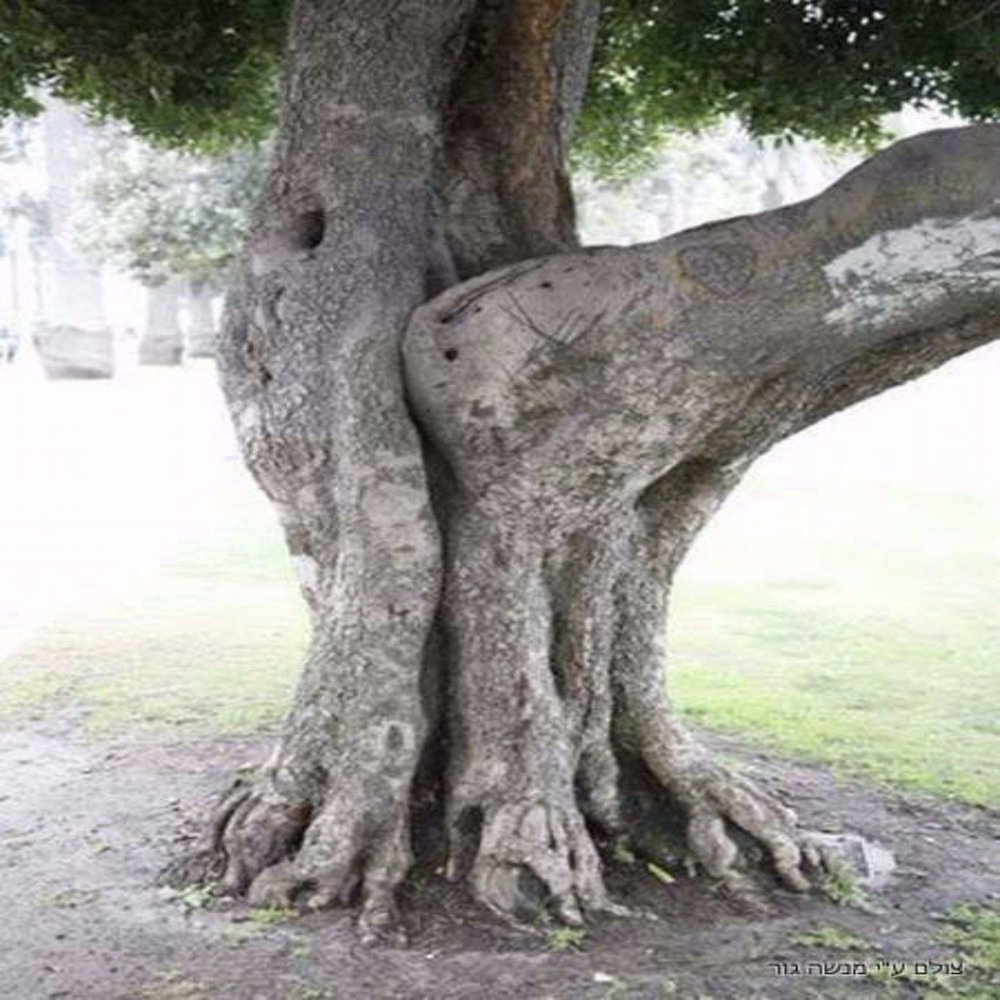 Деревья похожие на людей