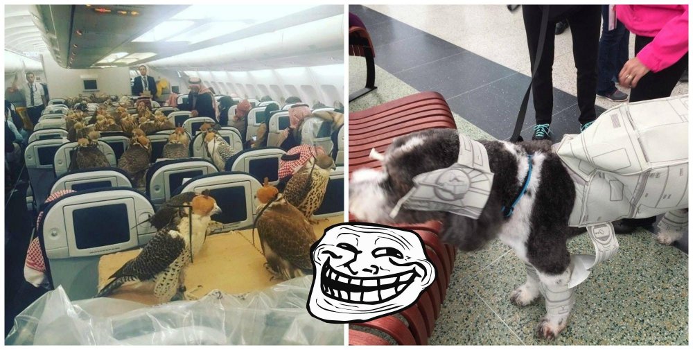Кот в аэропорту Баку