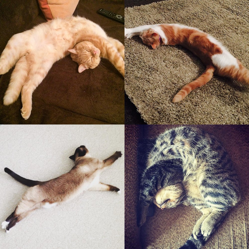 Кошки в разных позах