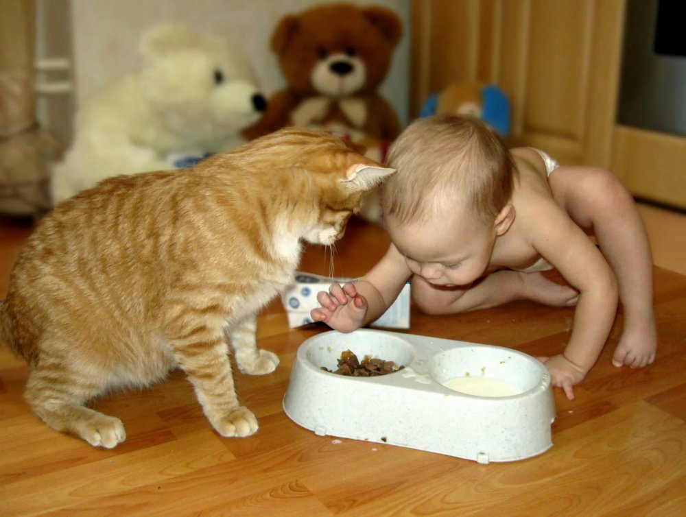 Забавные дети и коты едят