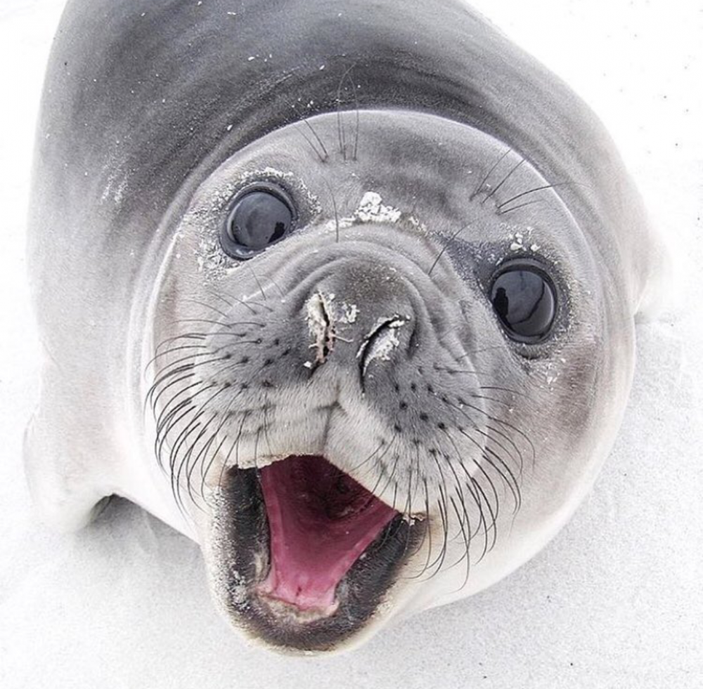 Тюлень улыбается