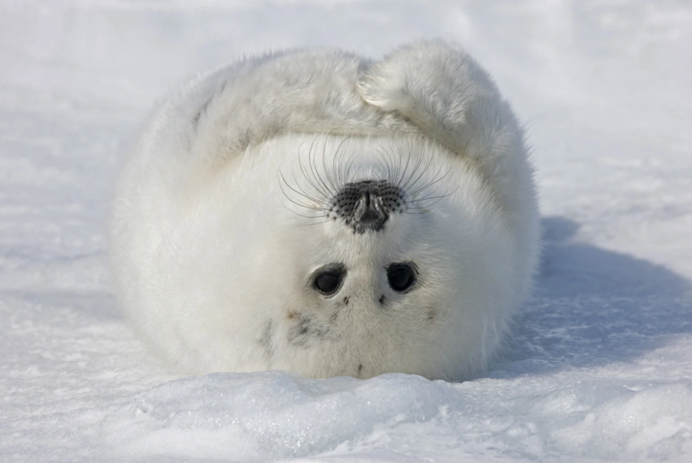 Белёк детеныш тюленя