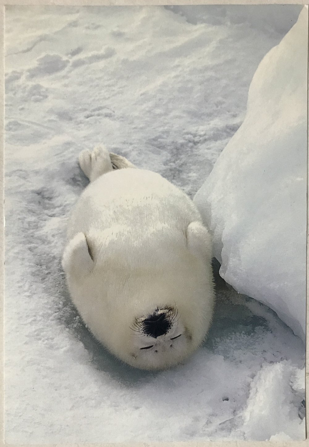 Тюлень спит