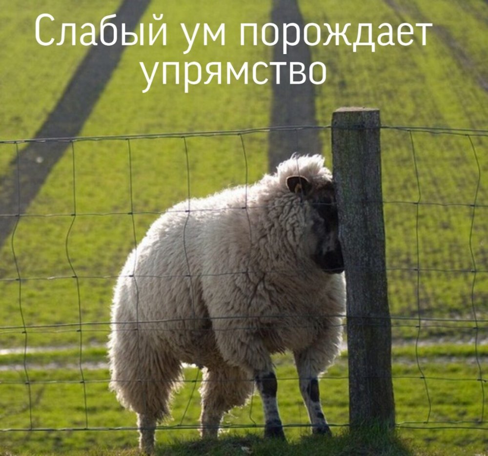 Овца демотиватор