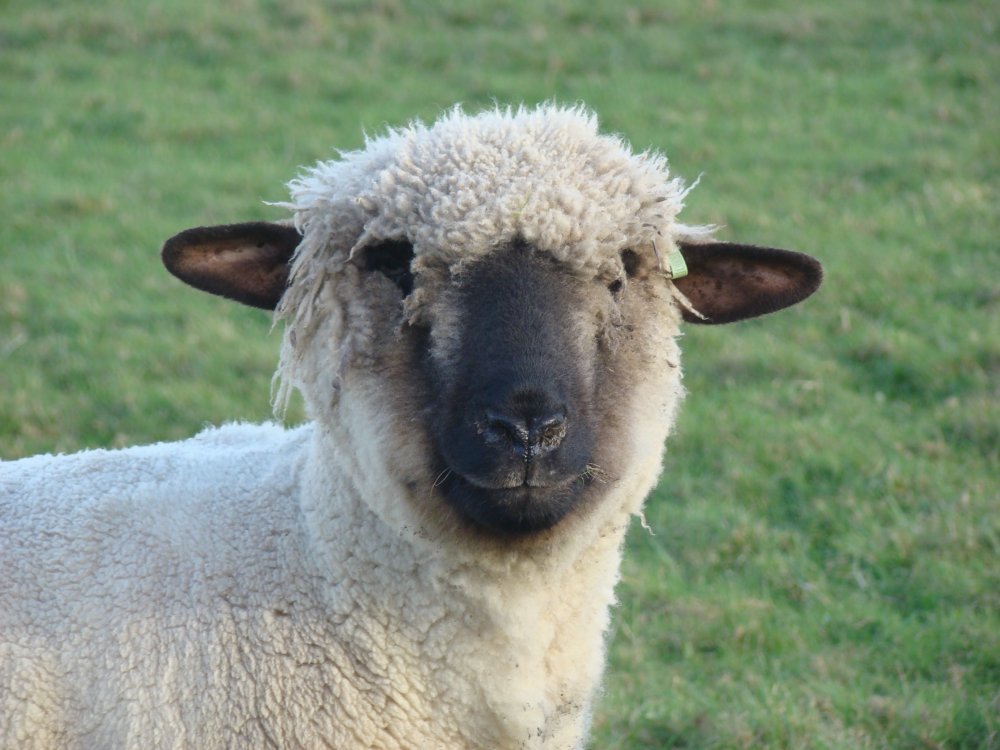 Лейстерская овца