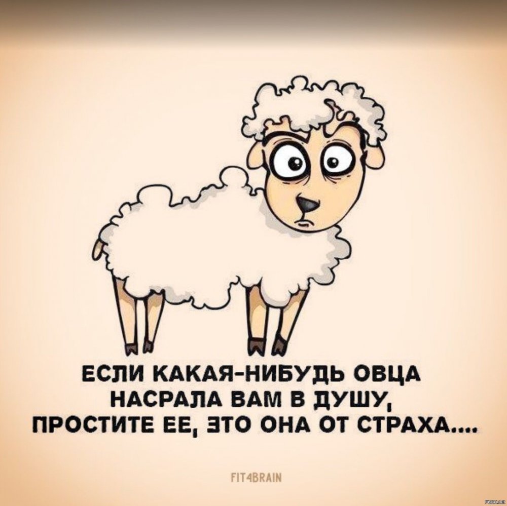 Про овцу высказывание