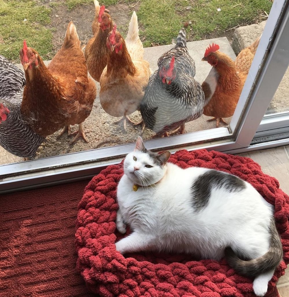 Курица с котятами