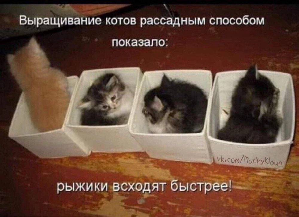 Коты с надписями