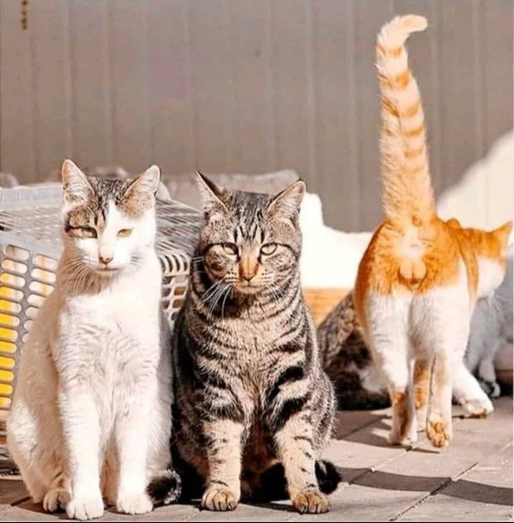 Три кошки смешные