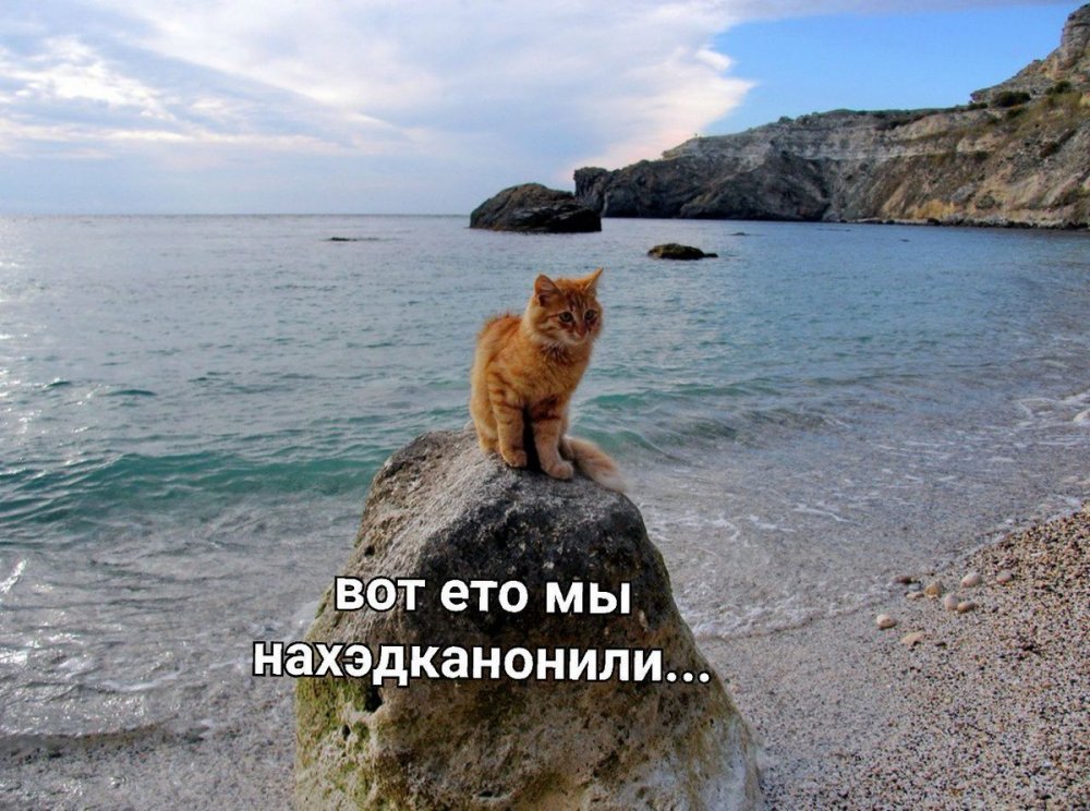 Крымские кошки