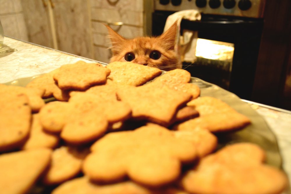 Печенье для кошек