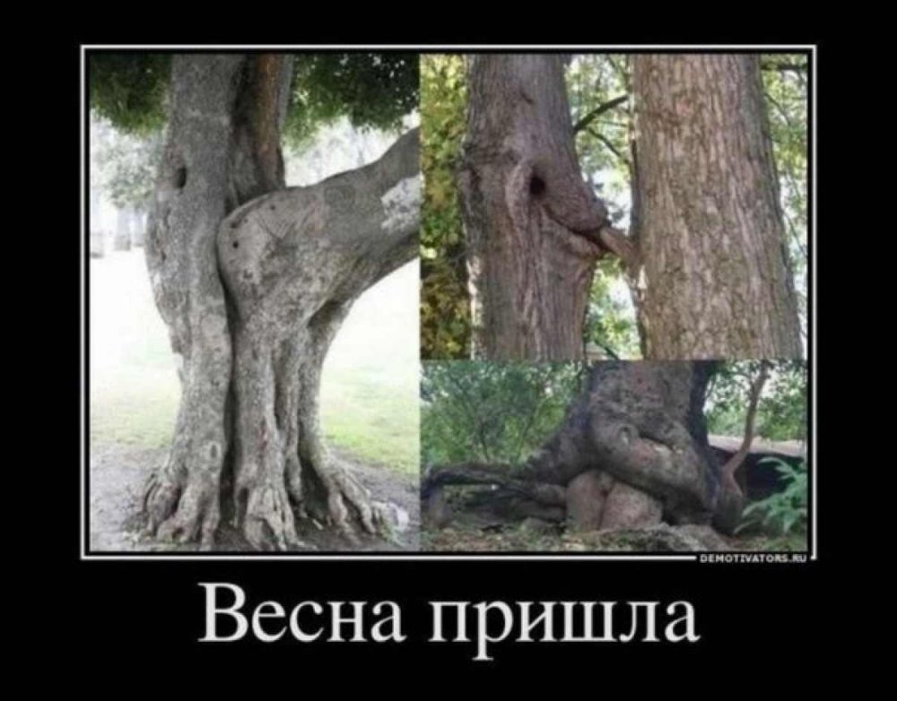 Дерево Мем