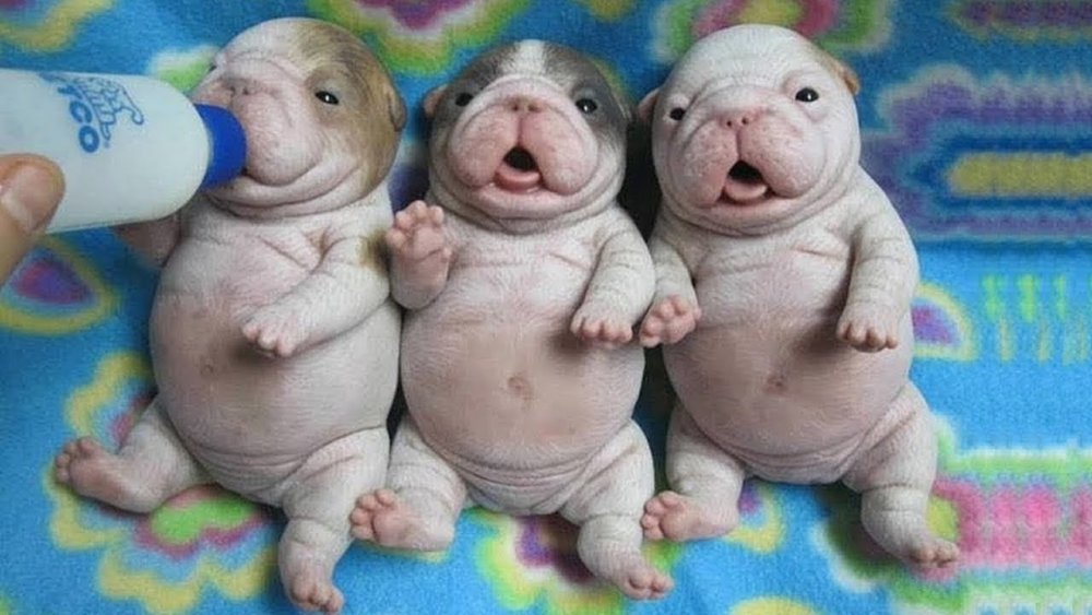 Новорожденные щенки пухлые