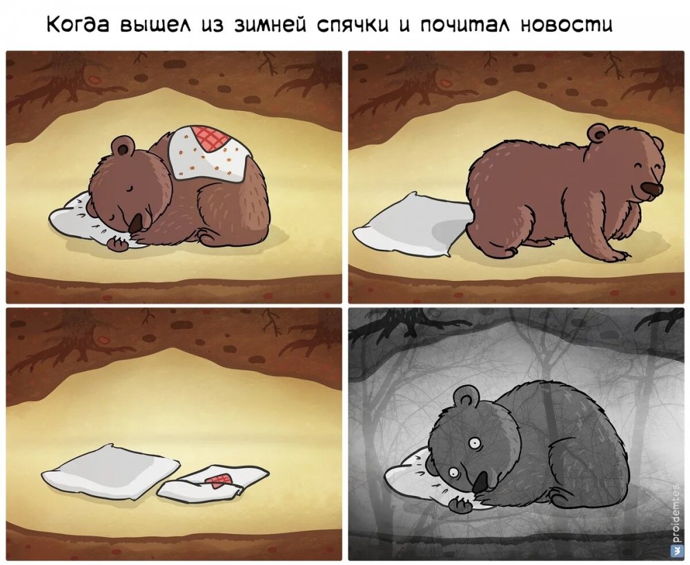 Мемы про медведей