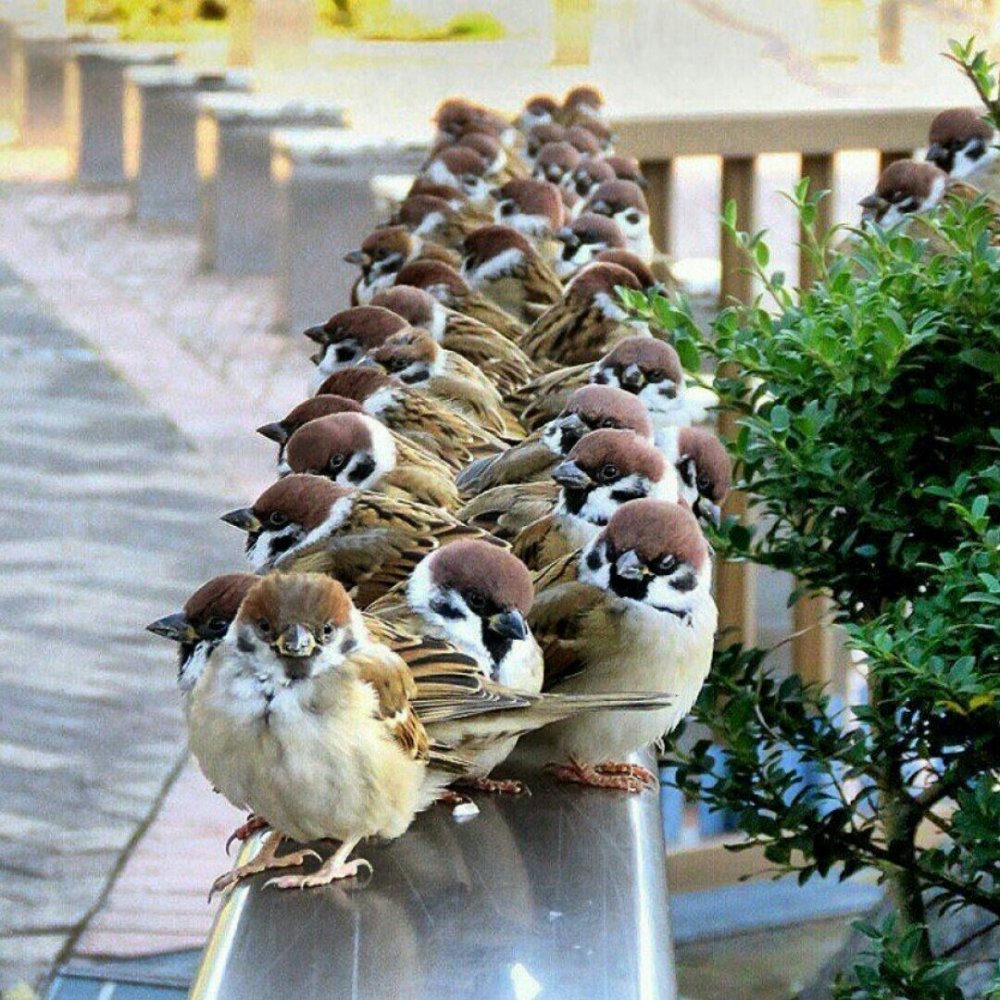 Птицы во дворе