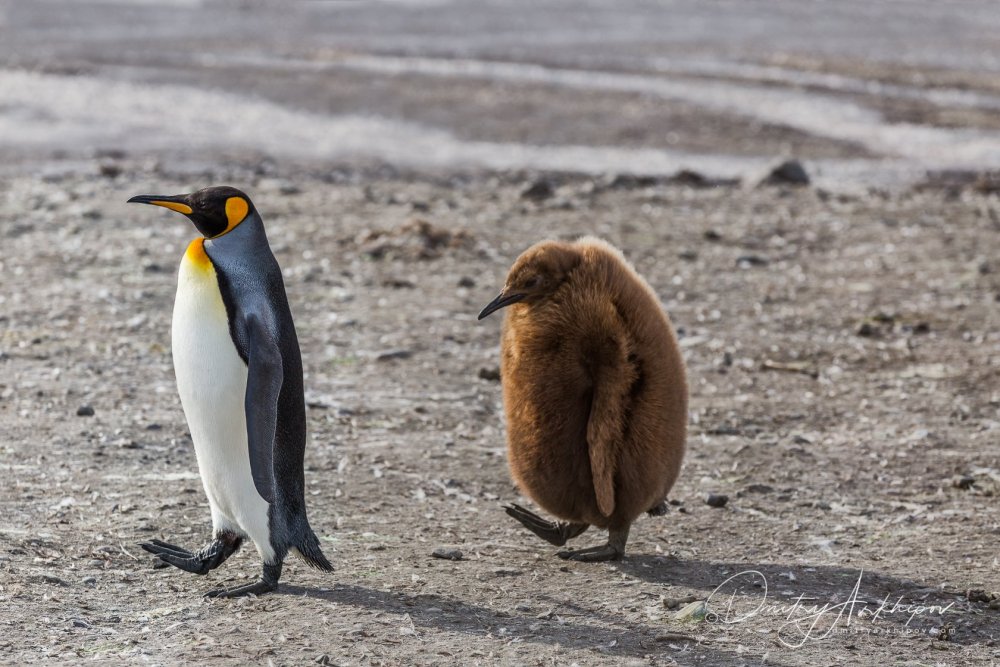 Забавные пингвины