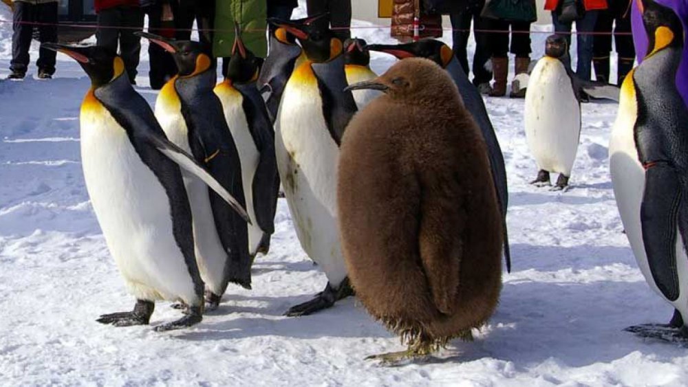 Пингвины прилетели