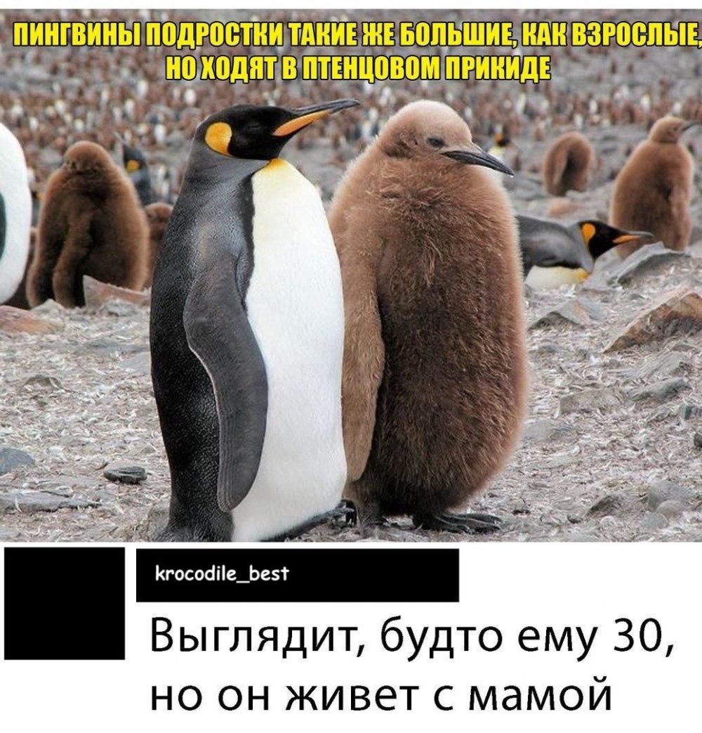 Пингвины обнимаются
