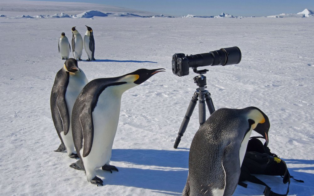 Шутки про пингвинов