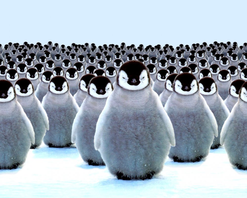 Отряд Пингвинообразные