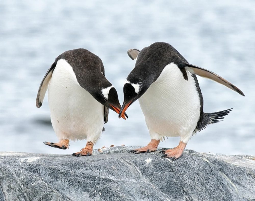 Прикольные пингвины