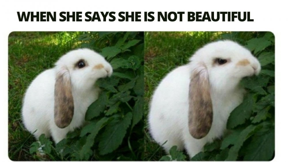 Мемы с кроликами