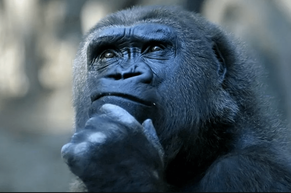 Задумчивая горилла