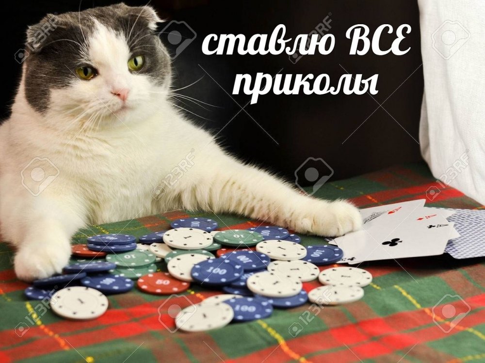 Кот играет в Покер