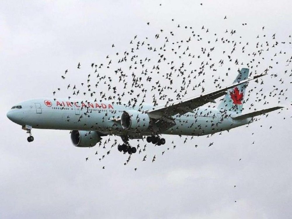 Столкновение самолета с птицей